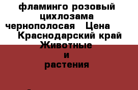 фламинго розовый цихлозама чернополосая › Цена ­ 40 - Краснодарский край Животные и растения » Аквариумистика   . Краснодарский край